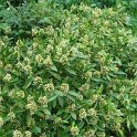 Skimmia 'Kew Green'